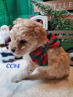 CC#4, a male Poodle - Miniature  for sale in Russellville, KY – Photo 2 of 3