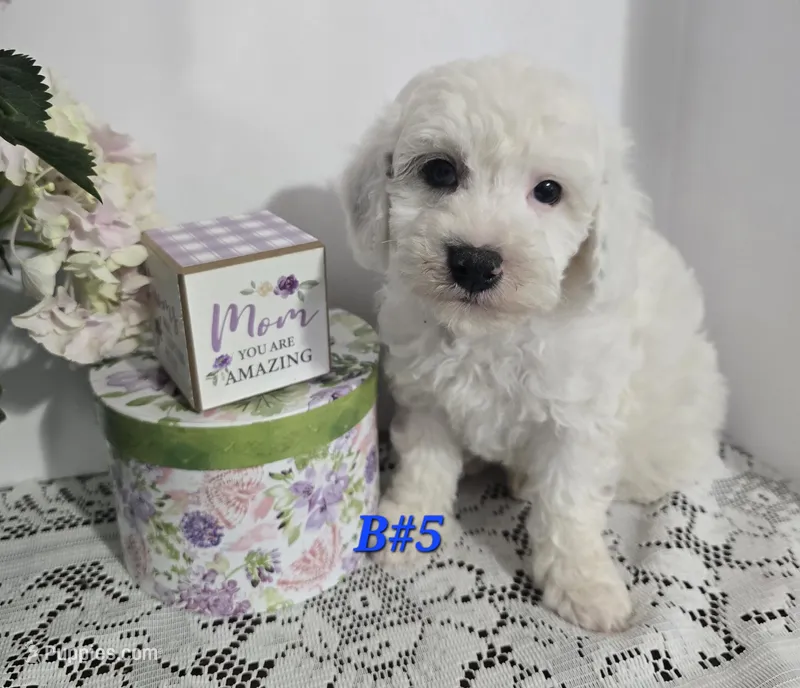 B#5 – Poodle - Miniature  puppy for sale in Russellville, KY