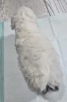 B#5, a male Poodle - Miniature  for sale in Russellville, KY – Photo 4 of 5