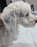 B#5, a male Poodle - Miniature  for sale in Russellville, KY – Photo 3 of 5