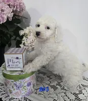 B#5, a male Poodle - Miniature  for sale in Russellville, KY – Photo 5 of 5