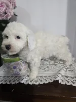 B#5, a male Poodle - Miniature  for sale in Russellville, KY – Photo 2 of 5