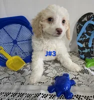 J#3, a male Maltipoo for sale in Russellville, KY – 4 of 5