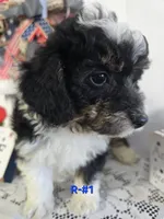 R-#1, a male Miniature Aussiedoodle for sale in Russellville, KY – 6 of 6