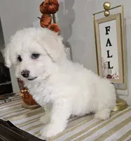 K#1, a male Bichon Frise and Maltipoo for sale in Russellville, KY – 5 of 5