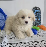 L#4, a male Pomapoo for sale in Russellville, KY – 5 of 5