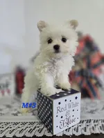 M#3, a male Maltipom for sale in Russellville, KY – 4 of 6