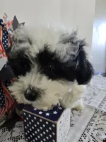 J#2, a female Poodle - Miniature  for sale in Russellville, KY – 2 of 7