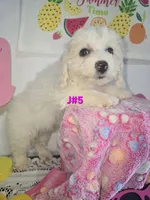 J#5, a female Maltipoo for sale in Russellville, KY – 4 of 5