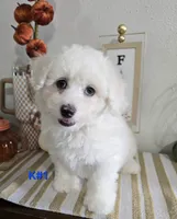 K#1, a male Bichon Frise and Maltipoo for sale in Russellville, KY – 2 of 5