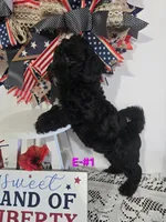 E-#1, a female Bichpoo for sale in Russellville, KY – 3 of 5