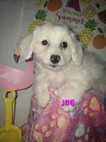 J#6, a female Maltipoo for sale in Russellville, KY – 5 of 5