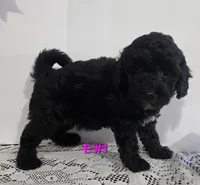 E-#1, a female Bichpoo for sale in Russellville, KY – 4 of 5