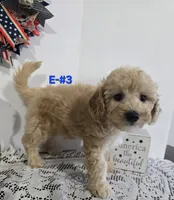 E-#3, a male Bichpoo for sale in Russellville, KY – 4 of 5