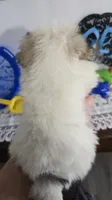 L#2, a male Pomapoo for sale in Russellville, KY – 3 of 5