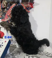 E-#4, a male Bichpoo for sale in Russellville, KY – 2 of 5