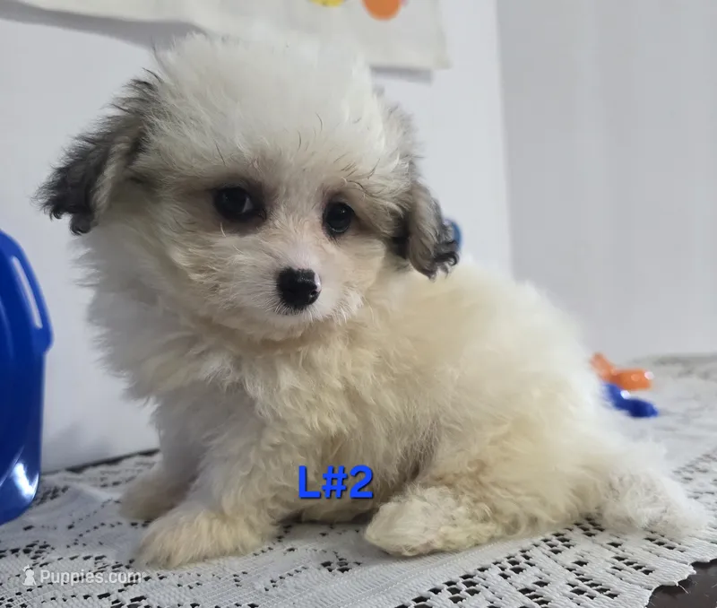 L#2 – Pomapoo puppy for sale in Russellville, KY
