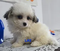 L#2, a male Pomapoo for sale in Russellville, KY – 1 of 5