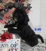E-#5, a male Bichpoo for sale in Russellville, KY – 4 of 6