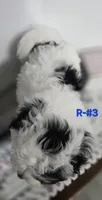 R-#3, a male Miniature Aussiedoodle for sale in Russellville, KY – 3 of 4