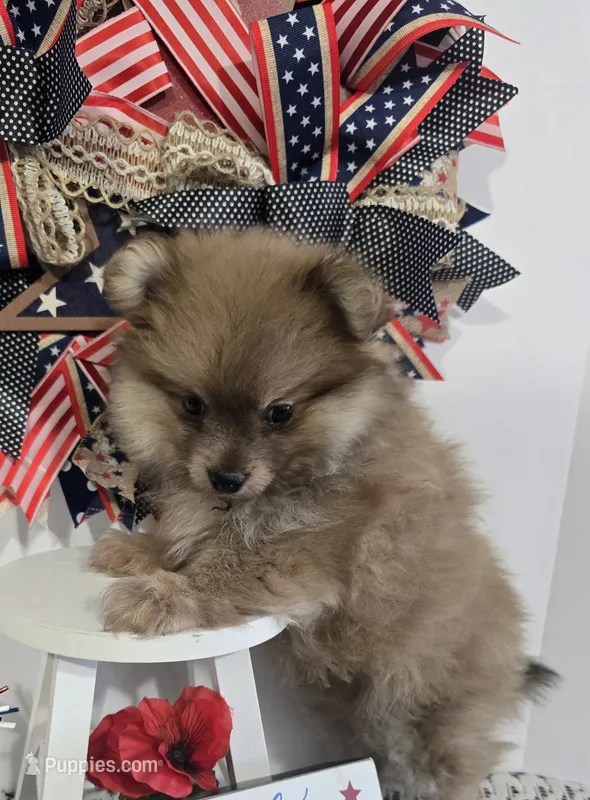 M#1 – Shiranian puppy on hold in Russellville, KY