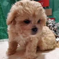 I#4, a male Peekapoo for sale in Russellville, KY – Photo 3 of 4