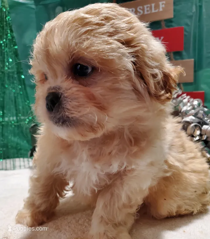 I#4, a male Peekapoo for sale in Russellville, KY – Photo 1 of 4