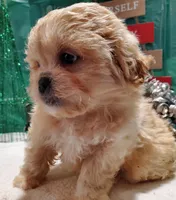 I#4, a male Peekapoo for sale in Russellville, KY – Photo 1 of 4