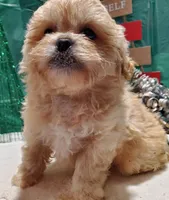 I#4, a male Peekapoo for sale in Russellville, KY – Photo 2 of 4