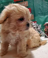 I#4, a male Peekapoo for sale in Russellville, KY – Photo 4 of 4