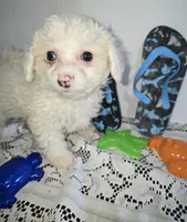 J#2, a male Maltipoo for sale in Russellville, KY – 3 of 6