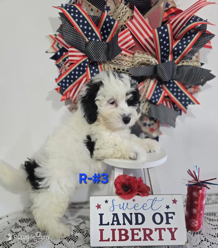 R-#3 – Miniature Aussiedoodle puppy for sale in Russellville, KY