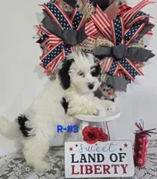 R-#3, a male Miniature Aussiedoodle for sale in Russellville, KY – 1 of 4