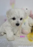 M#3, a female Bichon Frise and Maltese for sale in Russellville, KY – Photo 2 of 6