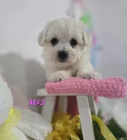 M#3, a female Bichon Frise and Maltese for sale in Russellville, KY – Photo 4 of 6