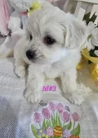 M#3, a female Bichon Frise and Maltese for sale in Russellville, KY – Photo 6 of 6