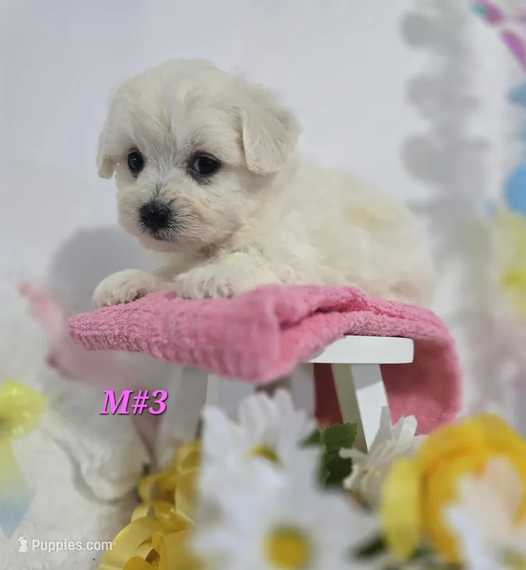 M#3 – Bichon Frise, Maltese puppy for sale in Russellville, KY