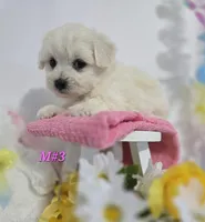 M#3, a female Bichon Frise and Maltese for sale in Russellville, KY – Photo 1 of 6