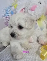 M#3, a female Bichon Frise and Maltese for sale in Russellville, KY – Photo 5 of 6