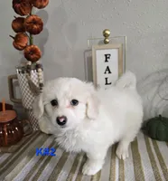 K#2, a male Bichon Frise and Maltipoo for sale in Russellville, KY – 3 of 5