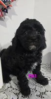 E-#1, a female Bichpoo for sale in Russellville, KY – 2 of 5