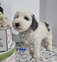 B#4, a male Poodle - Miniature  for sale in Russellville, KY – Photo 2 of 5