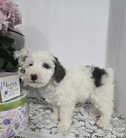 B#4, a male Poodle - Miniature  for sale in Russellville, KY – Photo 4 of 5