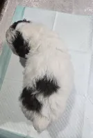 B#4, a male Poodle - Miniature  for sale in Russellville, KY – Photo 5 of 5