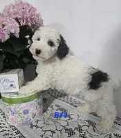 B#4, a male Poodle - Miniature  for sale in Russellville, KY – Photo 3 of 5
