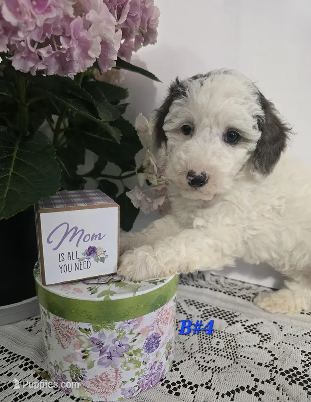 B#4 – Poodle - Miniature  puppy for sale in Russellville, KY