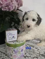 B#4, a male Poodle - Miniature  for sale in Russellville, KY – Photo 1 of 5