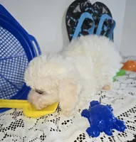 J#1, a male Maltipoo for sale in Russellville, KY – 2 of 5
