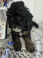 E-#4, a male Bichpoo for sale in Russellville, KY – 5 of 5
