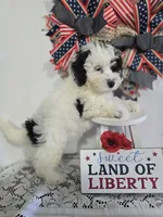 R-#3, a male Miniature Aussiedoodle for sale in Russellville, KY – 2 of 4